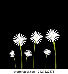 White flowers srat flowers isolated on black background vector illustration.