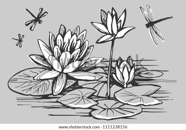 White Flowers Water Lily Dragonfly On Stock Vector (Royalty Free ...