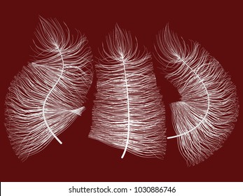 White Fluff on Red Background. Beautiful Hand Drawn Feathers Isolated. Fluff for Wallpaper, Illustration, Carnival, Masquerade, Invitation, Paper, Textile. Decoration Element for Your Design.