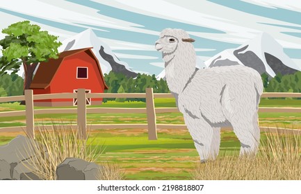 White fluffy alpaca on a farm in the mountains. Meadow with red barn. Alpaca breeding. Realistic vector landscape