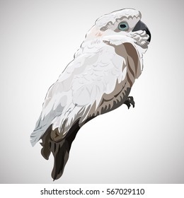 White fluffy parrot