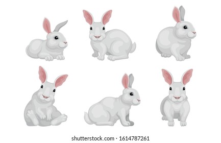 White Fluffy Rabbit in Different Poses Vector Set White Fluffy Rabbit in Different Poses Vector Set