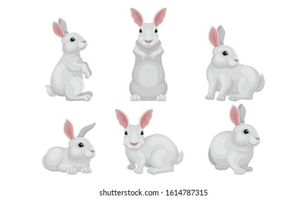 White Fluffy Rabbit in Different Poses Vector Set