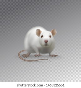 White fluffy rat is the symbol of 2020 on the Chinese calendar. Cute sitting rat isolated on a transparent background. Photo-realistic vector illustration