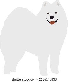 White fluffy samoyed dog stands in full growth