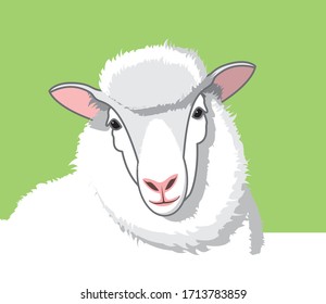 White fluffy sheep with pink ears on a green background. Vector lamb
