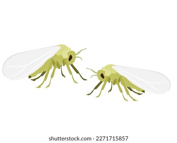 Una mosca blanca sobre un fondo blanco.