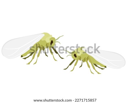 White fly on a white background. Foto stock © 