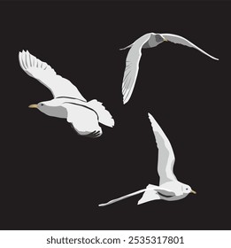 white flying bird illustration in black background