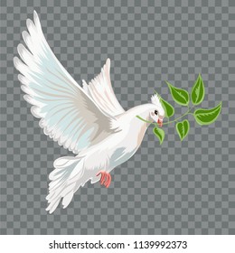 White flying dove with branch.