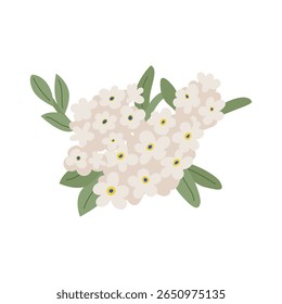 White forget-me-not flower branch with leaves. Vector flat botanical illustration. Blooming wedding elegant bouquet of white lilac plant