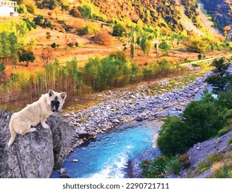 A white fox setting on big rock is a captivating animal nature photo painting .great for decoration ,textile and fabric print ,book cover ,website picture ,card and different print purposes