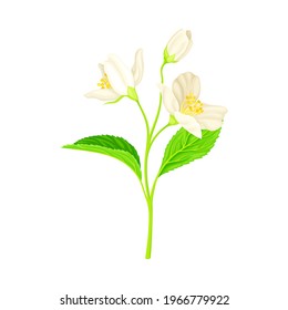 White Fragrant Flowers of Jasmine Plant Specie Sprig with Pinnate Leaves Closeup Vector Illustration