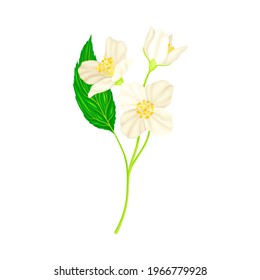 White Fragrant Flowers of Jasmine Plant Specie Sprig with Pinnate Leaves Closeup Vector Illustration