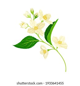 White Fragrant Jasmine Flowers on Stem with Green Leaves Closeup View Vector Illustration