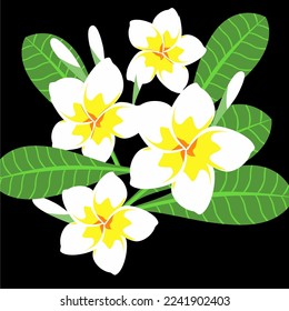 White frangipani flower as background element