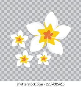 white frangipani flower set vector illustration design
