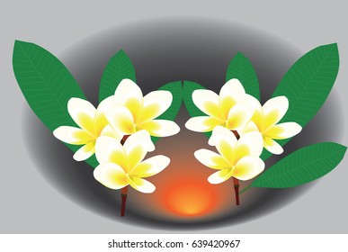 white frangipani vector design