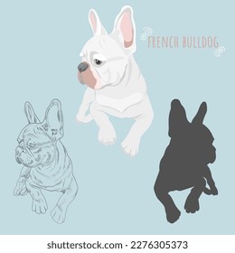 White French bulldog vector illustration.