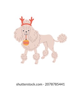 White french poodle with deer antlers and christmas tree ball. Cute purebred breed dog, family domestic pet. Vector flat cartoon isolated illustration for greeting holiday cards