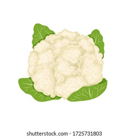 White fresh cauliflower, cabbage on white background, healthy food, vegetables vector icon.