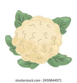 White fresh cauliflower, cabbage, vegetables
