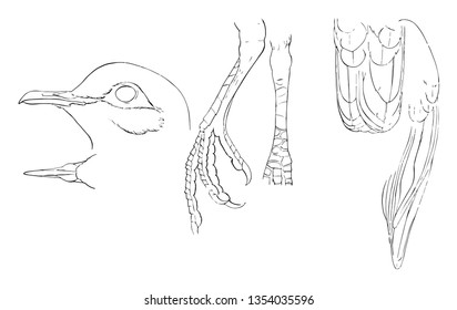 White fronted Dove Details where head and foot natural size vintage line drawing or engraving illustration.