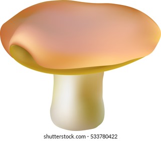 White fungus vector image. Isolated on white. Drawing mesh.