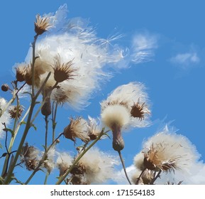 White fuzzy wild flowers with flying seeds on blue sky background