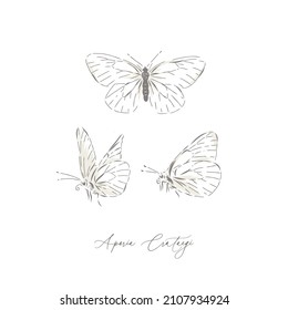 White Garden Butterfly Insect Hand Drawn Vector Illustration Set Isolated On White. Vintage Curiosity Cabinet Aesthetic Print.