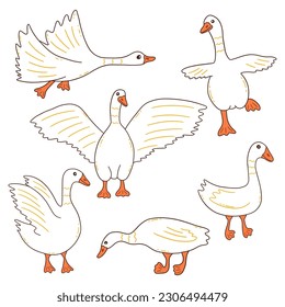 White geese in different poses. Wild or household birds, farming. Poultry. Colorful vector isolated illustration hand drawn doodle