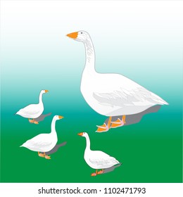 White geese on a green grass. Can be used for fabrics, paper.