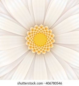 White gerbera flower in bloom, realistic square illustration