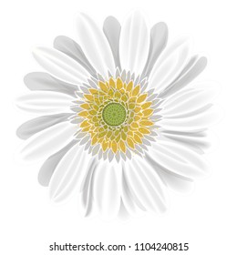 White gerbera flower on white vector illustration