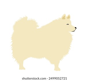 White German Spitz dog breed vector illustration isolated. Small pet. Beige Spitz portrait.