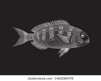 White Gilt-Head Bream vector illustration on black background for any use