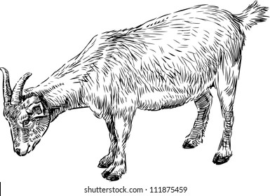 white goat