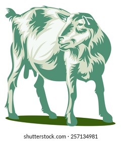 White goat 