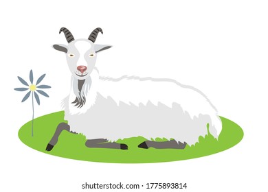 White goat lies on a green lawn. Farm animals