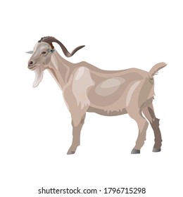 White goat standing side view. Vector illustration isolated on white background