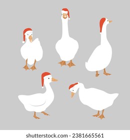 White goose collection in Santa Claus helper hats isolated design element. Funny and cute geese full length vector illustration. Farm Christmas bird.