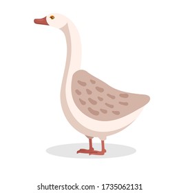 White goose domestic water bird with long neck stand isolated on white. Farm waterfowl. Farming and domesticated feathered creature. Big cartoon character design. Vector flat illustration