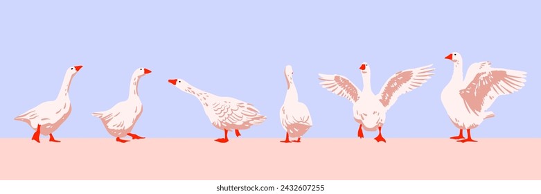 White goose. Flock of white domestic geese. Domestic geese on lawn. Vector illustration.