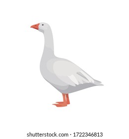 White goose isolated on white background. Farm animals collection.