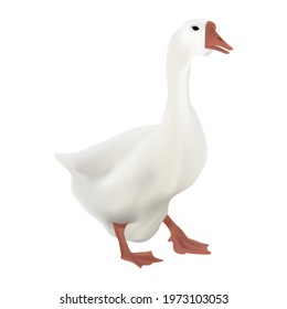 White goose. Poultry. Vector image