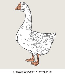 White goose, vector illustration sketch, goose isolated on a  light background