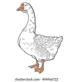 White goose, vector illustration sketch, goose isolated on a white background