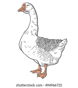 White goose, vector illustration sketch, goose isolated on a white background
