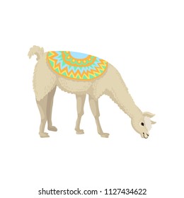 White graceful llama alpaca animal in bright ornamented poncho vector Illustration on a white background