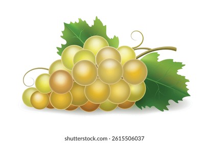 White grape. 3d grapes bunch isolated vector illustration